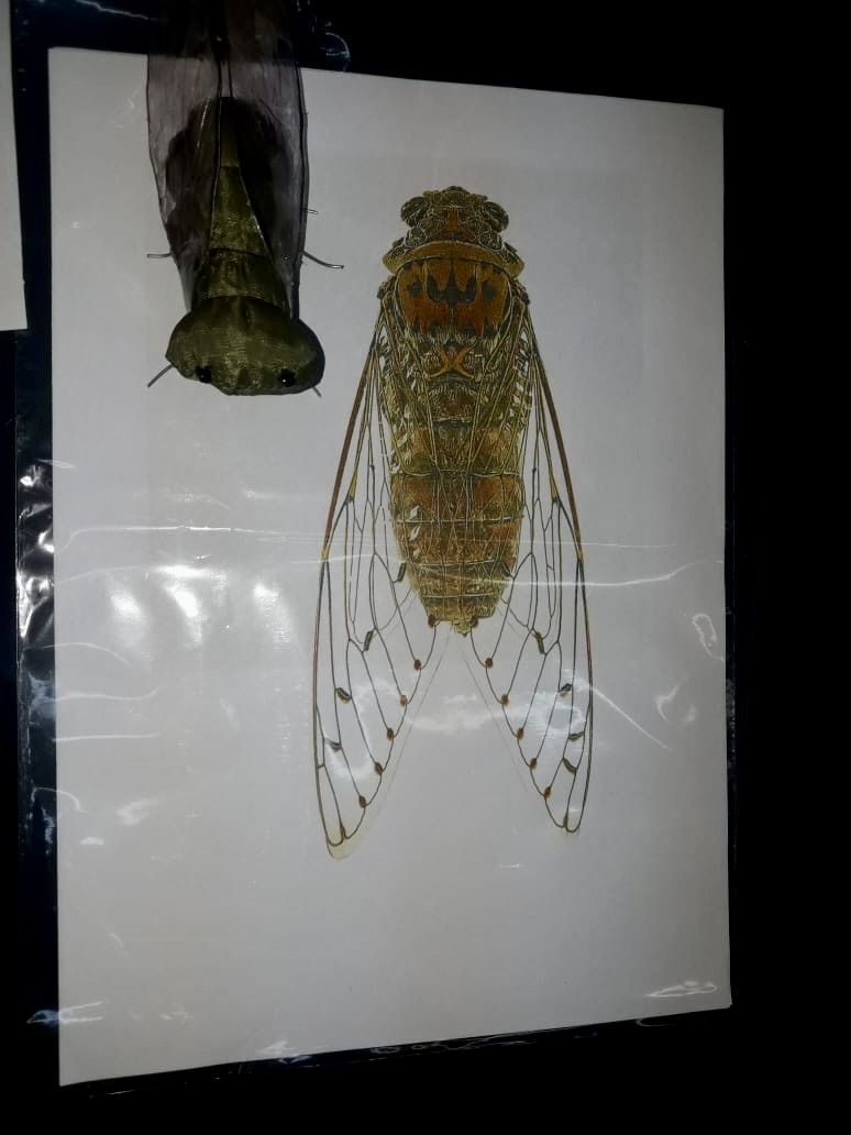 Clasificación de Insectos