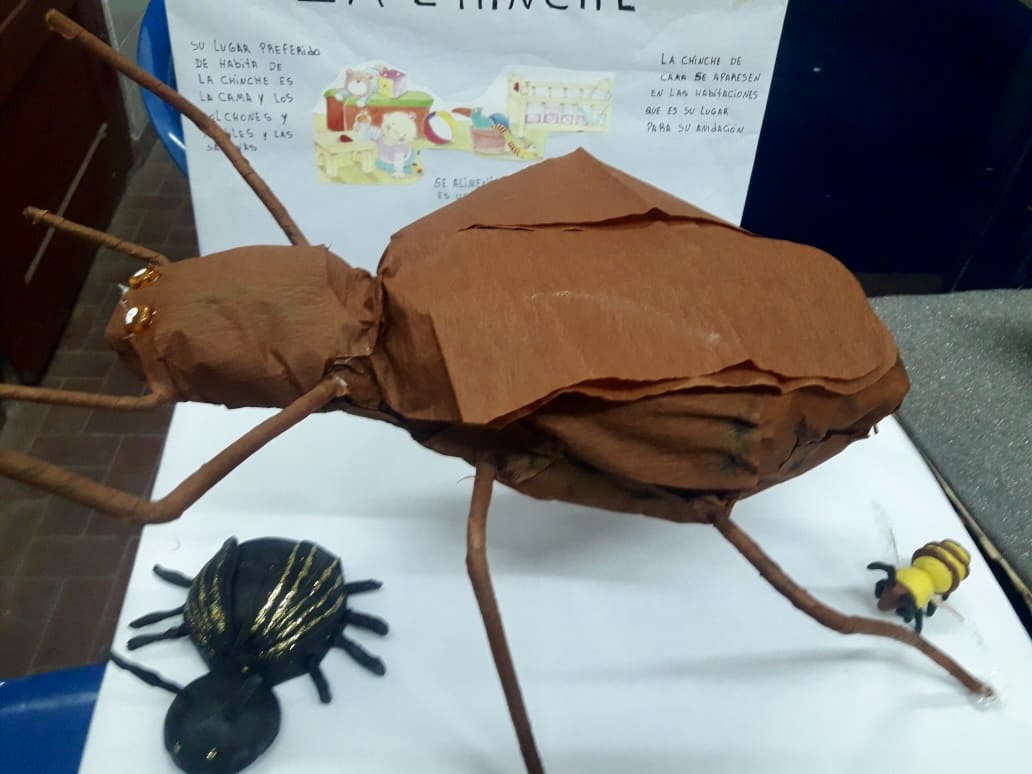 Clasificación de Insectos